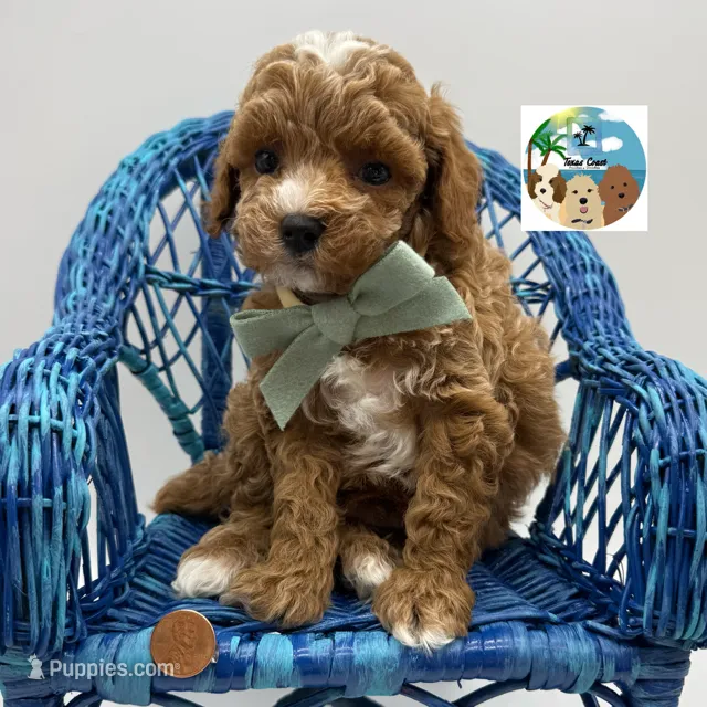 Pinot Noir - AKC – Poodle - Toy  puppy for sale in Rockport, TX