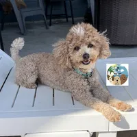 Louis, a male Maltese and Poodle - Toy  for sale in Rockport, TX – 5 of 5