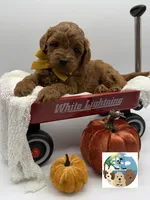 Pumpkin Pie, a male Miniature Goldendoodle for sale in Rockport, TX – 3 of 8