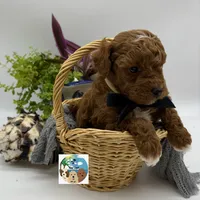 Merlot - AKC, a male Poodle - Miniature  for sale in Rockport, TX – 3 of 3