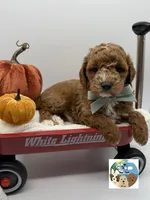 Sage, a male Miniature Goldendoodle for sale in Rockport, TX – 2 of 8