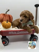 Sage, a male Miniature Goldendoodle for sale in Rockport, TX – 4 of 8