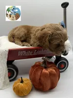 Ginger, a female Miniature Goldendoodle for sale in Rockport, TX – 4 of 8