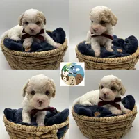Louis, a male Maltese and Poodle - Toy  for sale in Rockport, TX – 2 of 5