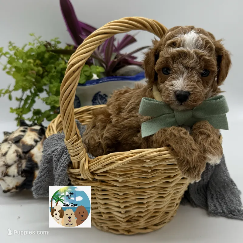 Pinot Noir - AKC – Poodle - Toy  puppy for sale in Rockport, TX