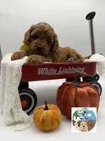 Pumpkin Pie, a male Miniature Goldendoodle for sale in Rockport, TX – 7 of 8