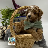 Pinot Noir - AKC, a male Poodle - Toy  for sale in Rockport, TX – 2 of 3
