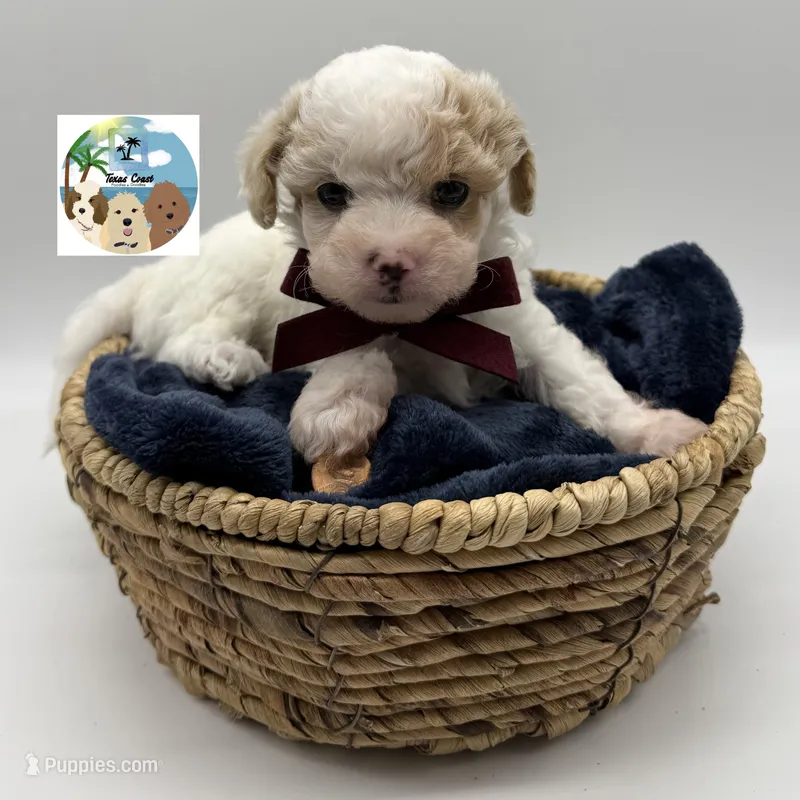 Louis – Maltese, Poodle - Toy  puppy for sale in Rockport, TX