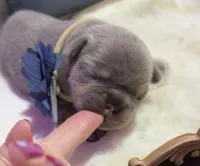 Caraxes, a male French Bulldog for sale in Peru, IN – 2 of 6