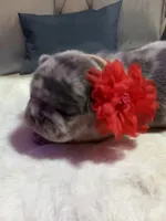 Moondancer, a female French Bulldog for sale in Peru, IN – 2 of 5