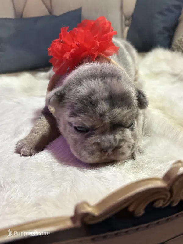 Moondancer – French Bulldog puppy for sale in Peru, IN