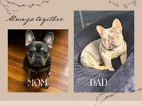 Caraxes, a male French Bulldog for sale in Peru, IN – 5 of 6