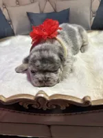 Moondancer, a female French Bulldog for sale in Peru, IN – 4 of 5