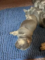 Caraxes, a male French Bulldog for sale in Peru, IN – 4 of 6
