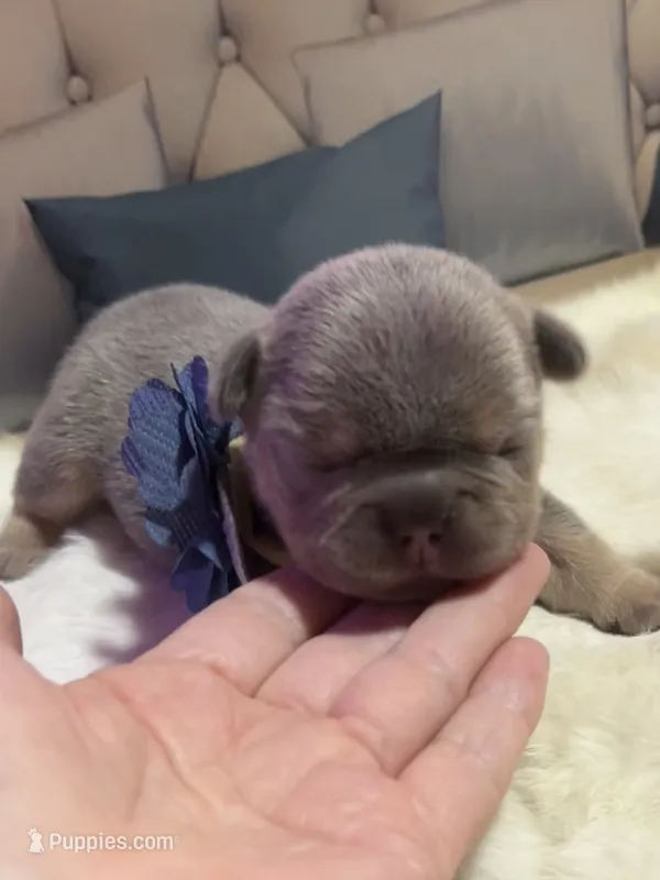 Caraxes – French Bulldog puppy for sale in Peru, IN