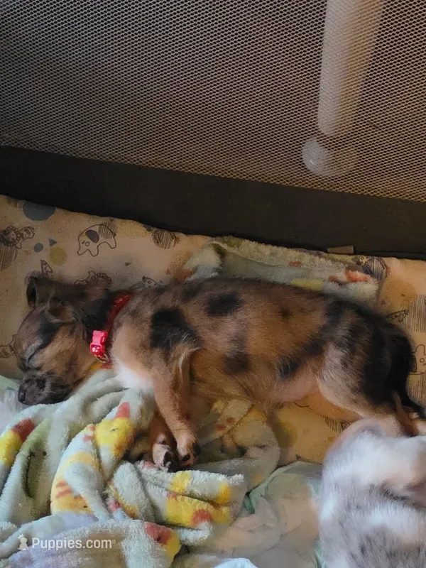 Reese's – Chihuahua puppy for sale in Fort Myers, FL