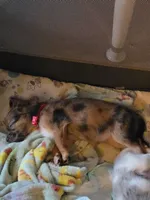 Reese's, a female Chihuahua for sale in Fort Myers, FL – 1 of 3