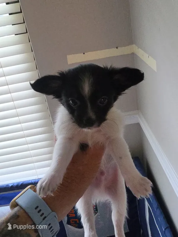 Jack – Chihuahua puppy for sale in Fort Myers, FL