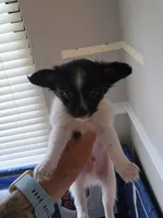 Jack, a male Chihuahua for sale in Fort Myers, FL – 1 of 3