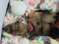 Reese's, a female Chihuahua for sale in Fort Myers, FL – 2 of 3
