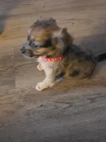 Reese's, a female Chihuahua for sale in Fort Myers, FL – 3 of 3