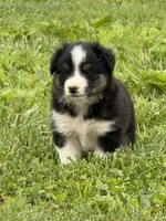 Sassy, a female Australian Shepherd for sale in Woodbury, TN – 1 of 1