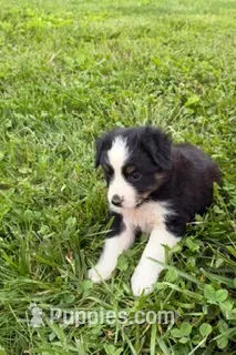 Jazz – Australian Shepherd puppy for sale in Woodbury, TN