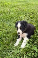Jazz, a female Australian Shepherd for sale in Woodbury, TN – 1 of 1
