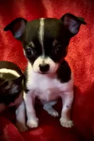 Sandy, a female Chihuahua for sale in Shevlin, MN – 4 of 10