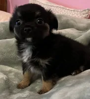 Bear, a male Chihuahua for sale in Shevlin, MN – 3 of 10