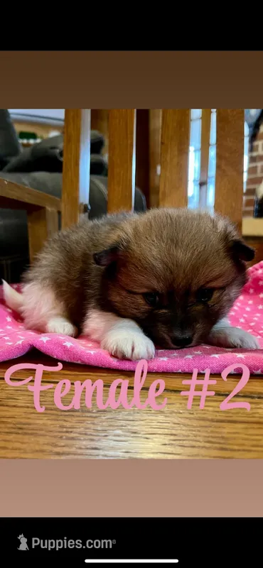 Female – Pomeranian puppy for sale in Shevlin, MN