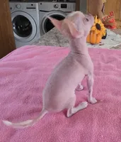 Pinkie, a female Chihuahua for sale in Shevlin, MN – 6 of 10