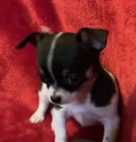 Sandy, a female Chihuahua for sale in Shevlin, MN – 3 of 10