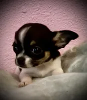 Sunny, a female Chihuahua for sale in Shevlin, MN – 8 of 10