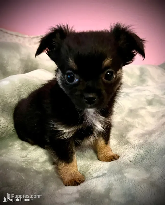 Bear – Chihuahua puppy for sale in Shevlin, MN
