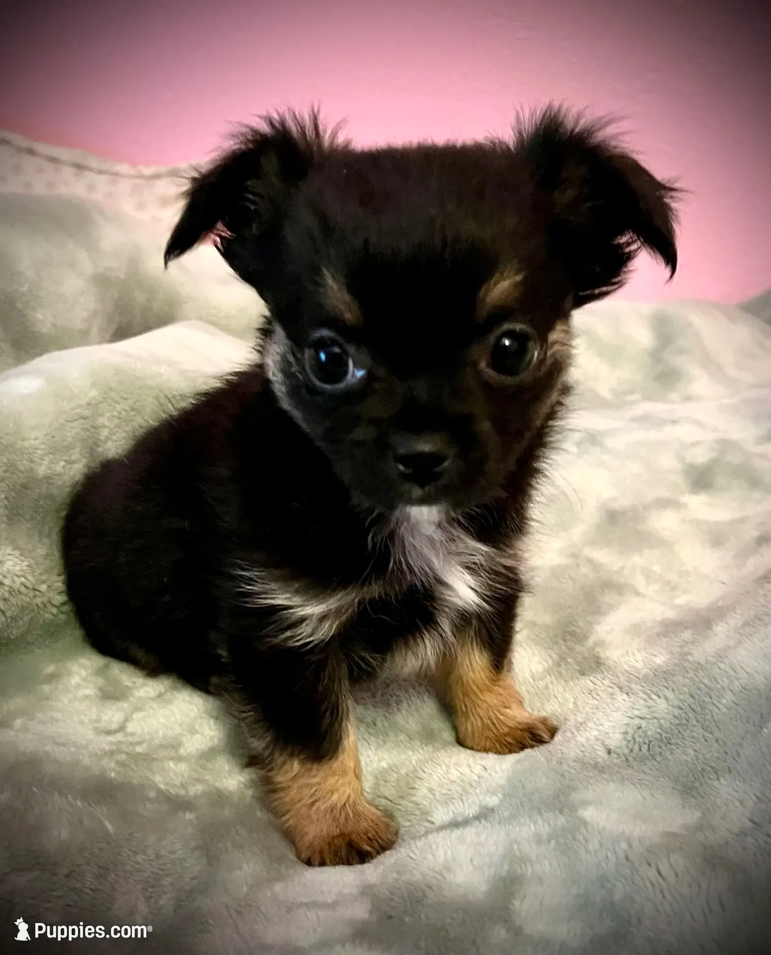 Bear, a male Chihuahua for sale in Shevlin, MN – 1 of 10