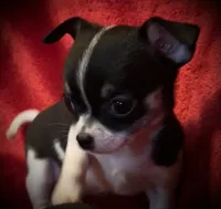 Sandy, a female Chihuahua for sale in Shevlin, MN – 2 of 10