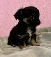 Bear, a male Chihuahua for sale in Shevlin, MN – 7 of 10