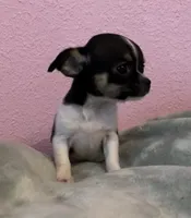 Sunny, a female Chihuahua for sale in Shevlin, MN – 4 of 10