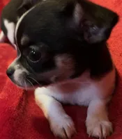 Sandy, a female Chihuahua for sale in Shevlin, MN – 9 of 10
