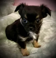 Bear, a male Chihuahua for sale in Shevlin, MN – 10 of 10
