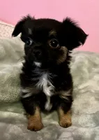 Bear, a male Chihuahua for sale in Shevlin, MN – 5 of 10