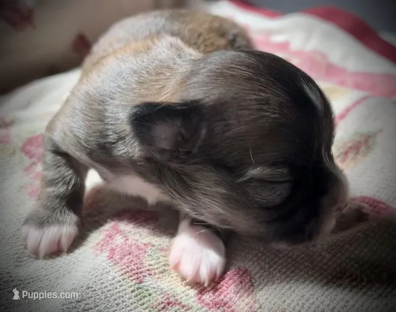 Clover – Chihuahua puppy for sale in Shevlin, MN
