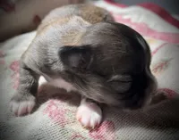 Clover, a female Chihuahua for sale in Shevlin, MN – Photo 1 of 5