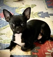 Clover, a female Chihuahua for sale in Shevlin, MN – Photo 3 of 5