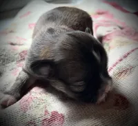 Clover, a female Chihuahua for sale in Shevlin, MN – Photo 4 of 5