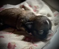 Clover, a female Chihuahua for sale in Shevlin, MN – Photo 5 of 5