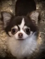 Clover, a female Chihuahua for sale in Shevlin, MN – Photo 2 of 5