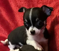 Sandy, a female Chihuahua for sale in Shevlin, MN – 7 of 10