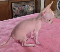 Pinkie, a female Chihuahua for sale in Shevlin, MN – 4 of 10